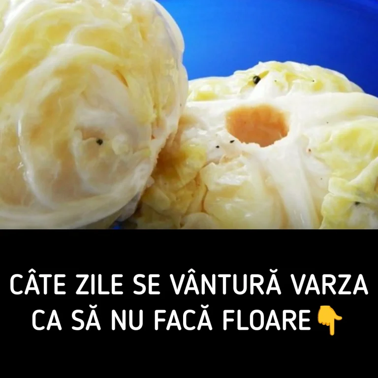Secretul varzei murate! Câte zile trebuie să o vânturi ca să nu facă floare și să iasă perfectă?