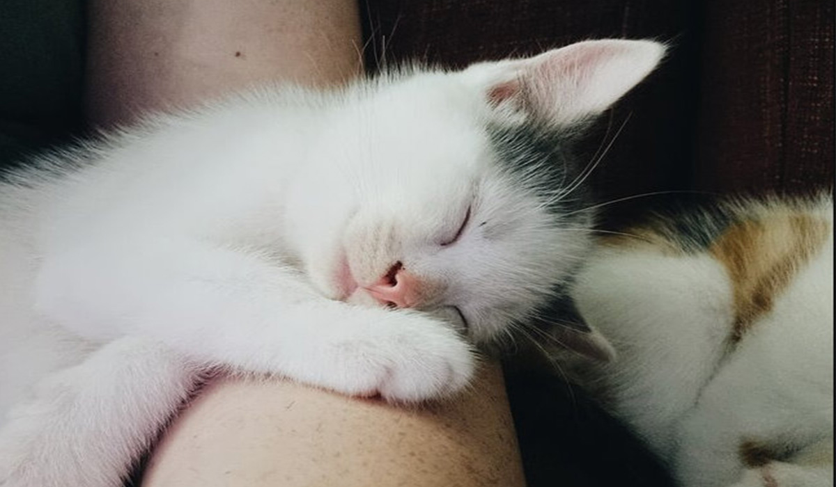 De ce doarme pisica pe tine, de fapt? Motivul uluitor pe care orice stăpân trebuie să îl afle imediat!