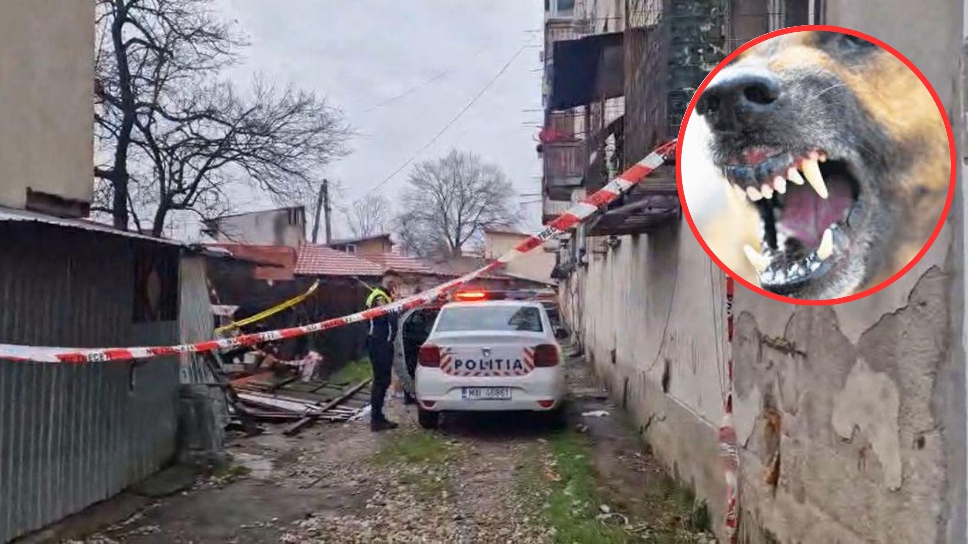 Scene de groază în București! O bătrână, găsită sfâșiată de câini. Detaliul de la autopsie care a schimbat totul.
