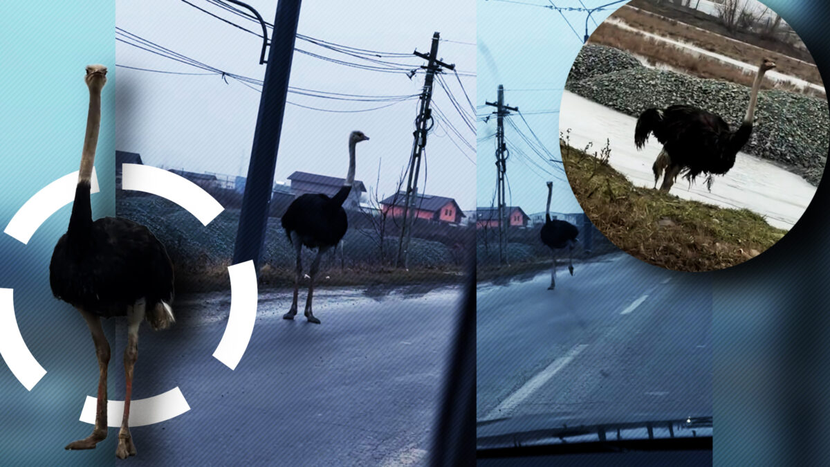 Șoferii au RĂMAS muți de uimire când s-au TREZIT în trafic cu acești…