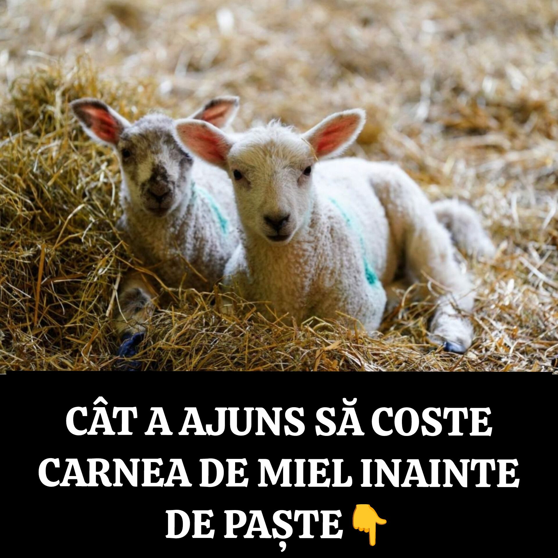 Prețul mielului a ajuns 68 de lei, dar îl cumperi MAI IEFTIN din…