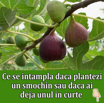 Iată de ce SMOCHINUL este considerat pomul care îți poate SCHIMBA viața…