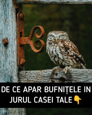 Motivul REAL pentru care BUFNIȚELE apar lângă casa ta are legătură cu…