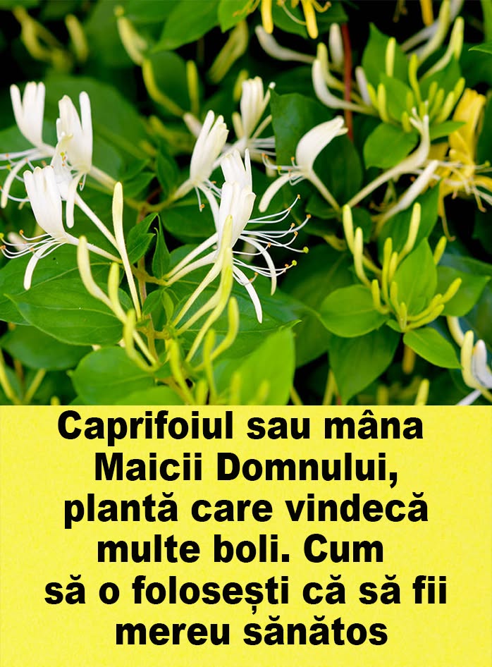 Această plantă BANALĂ din grădină te scapă de boli dacă o folosești exact…