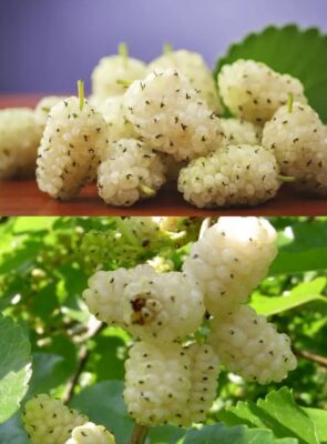 Aceste FRUCTE banale sunt inamicii naturali ai tumorilor și ai diabetului dacă…