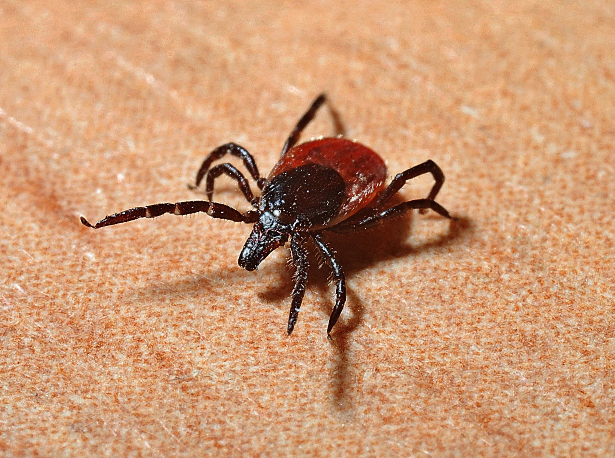 O nouă bacterie mai PERICULOASĂ decât Lyme a fost descoperită în căpușe și…
