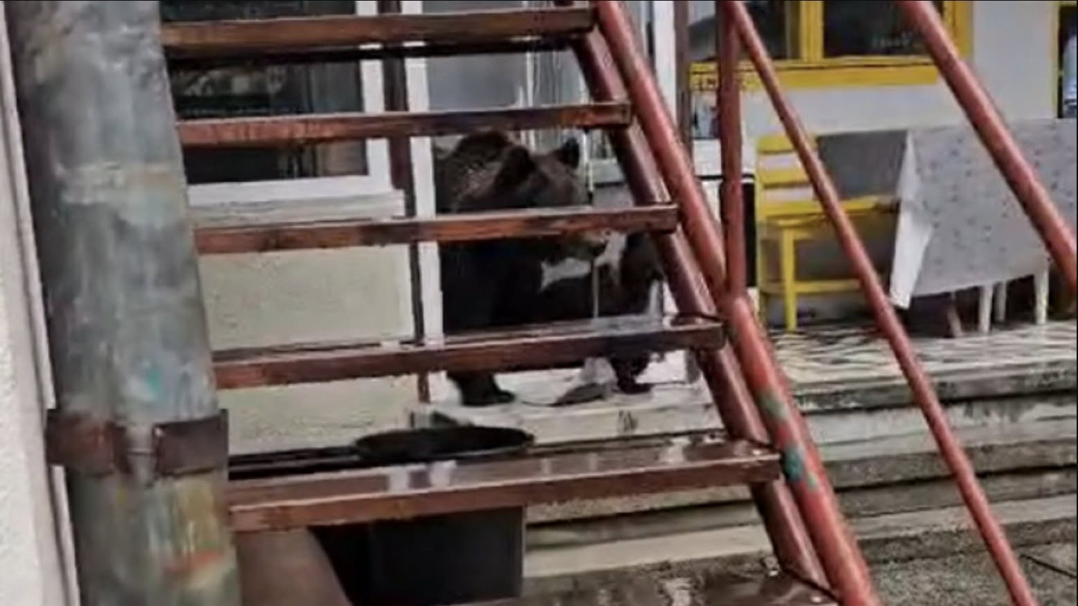 O URSOAICĂ ȘI puiul ei au fost filmați în timp ce au intrat…