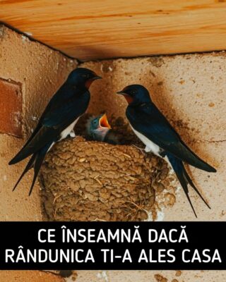 Dacă ai un cuib de rândunică la casă, iată ce trebuie să ȘTII neapărat…