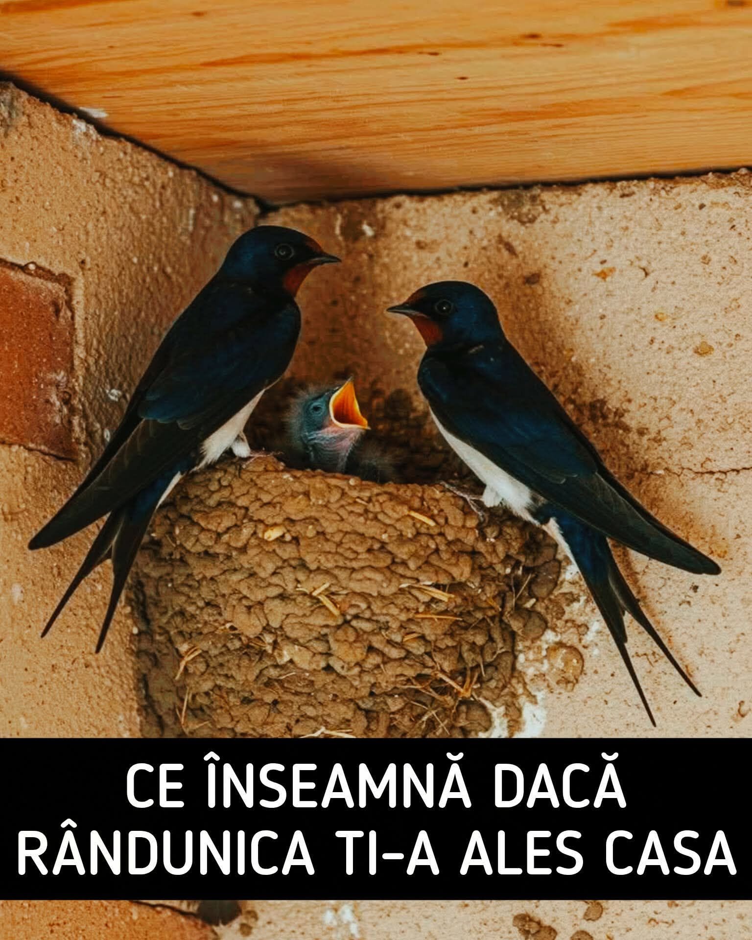 Dacă ai un cuib de rândunică la casă, iată ce trebuie să ȘTII neapărat…