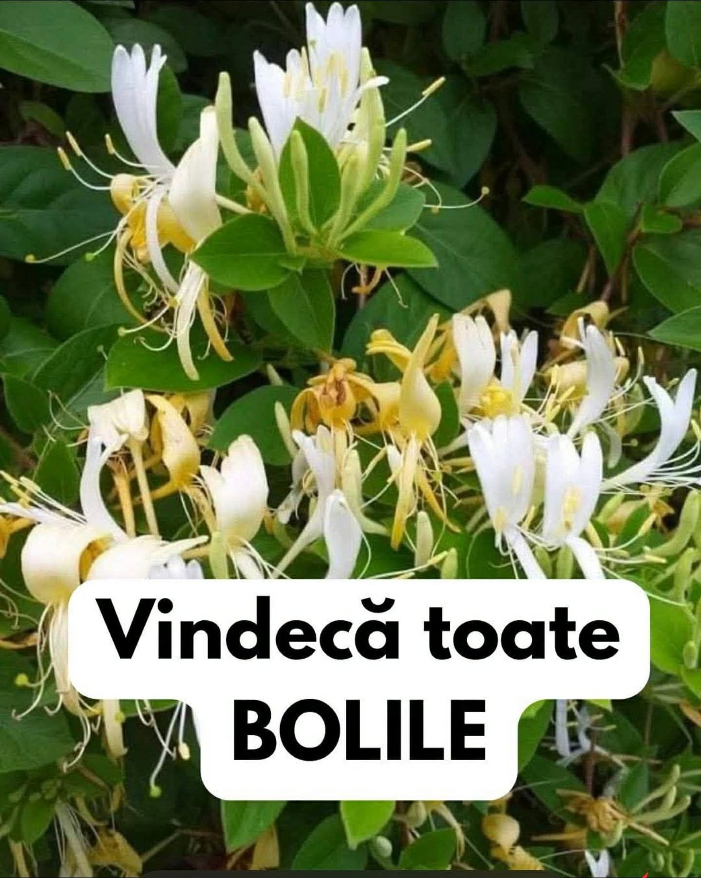 Beneficiile incredibile ale plantei Mâna Maicii Domnului pentru sănătatea ta sunt…