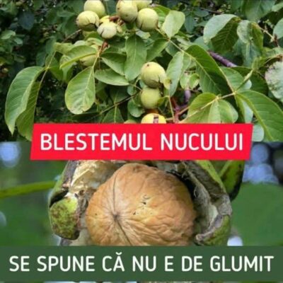 De ce trebuie să arunci imediat nucile dacă observi acest semn PERICULOS…