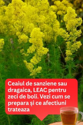 Bea CEAI de Sânziene în fiecare zi pentru a vindeca rapid aceste…