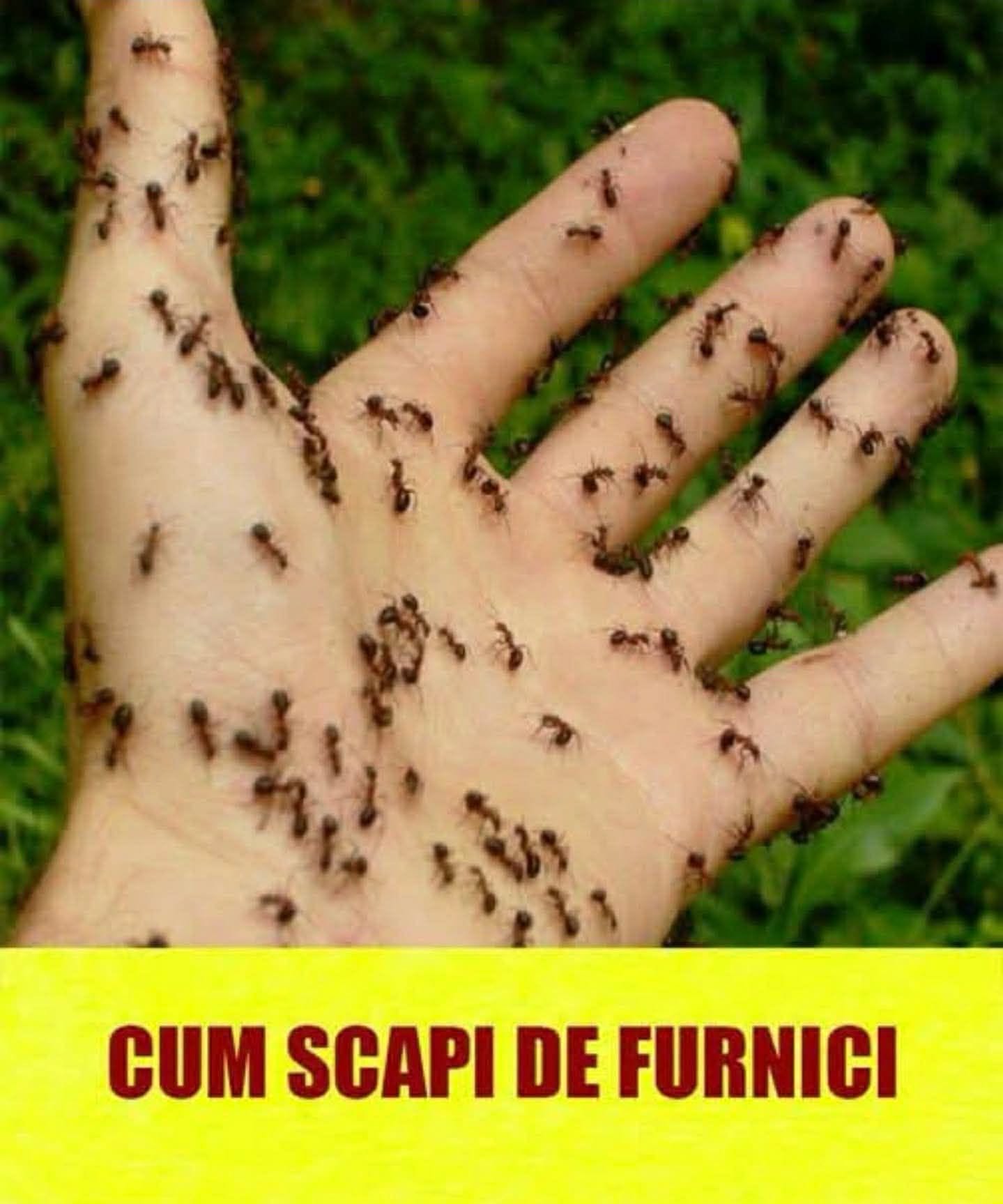 Scapă definitiv de furnici folosind doar acest amestec natural pe care îl ai ACASĂ…
