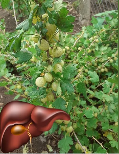 Este unul dintre cele mai sanatoase fructe din lume. Contine de 20 de ori mai multa vitamina C decat lamaia si se gaseste si la noi