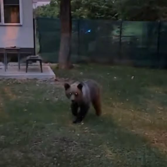 PANICĂ în Sibiu! Un urs a intrat în curtea unui…