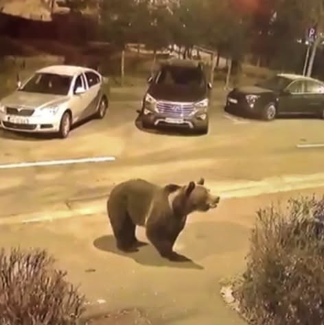 Atac de URS în drum spre școală! O mamă, grav rănită sub privirile copilului